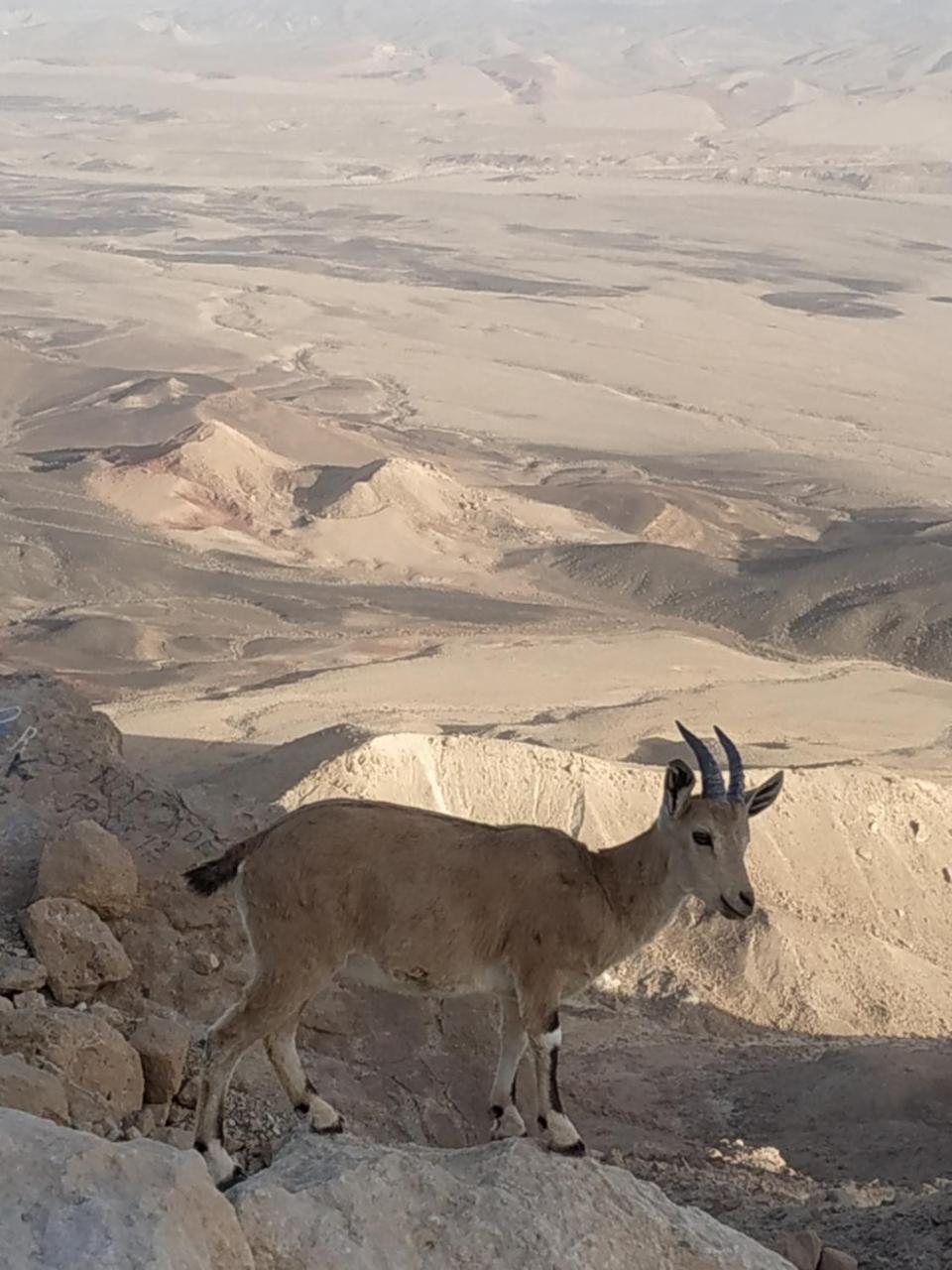 Desert Peace Mitzpe Ramon Eksteriør billede